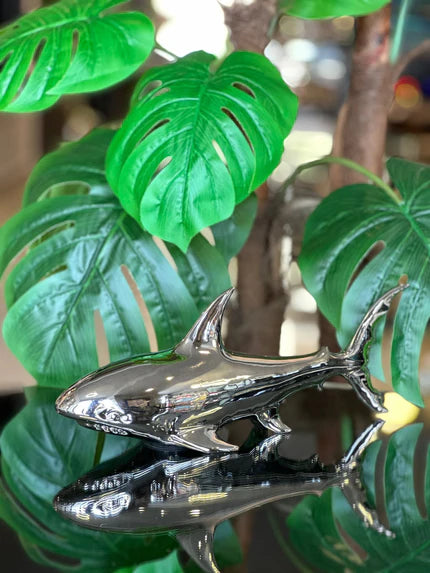 Köpek balığı Gümüş